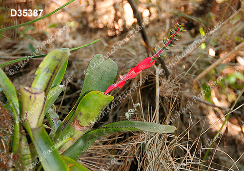 Aechmea nudicaulis